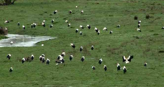 Baharın müjdecisi leylekler görüldü