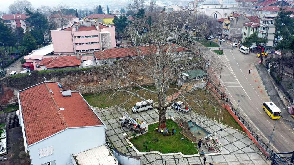 Bursa’nın çınarları koruma altında