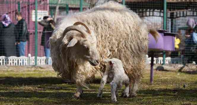 Doğal Yaşam Parkı'nın minik keçilerine büyük ilgi