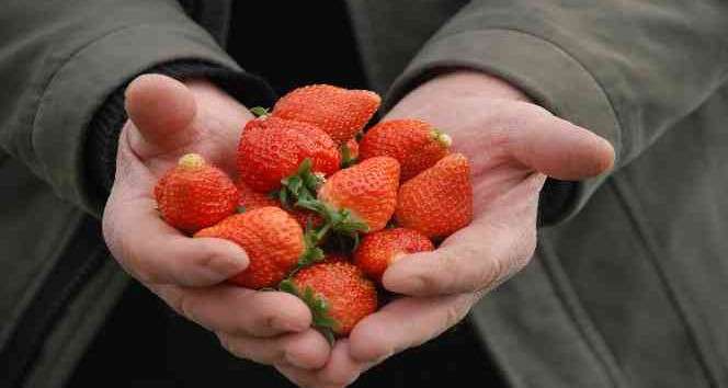 Emiralem çileklerinde hasat dönemi başladı
