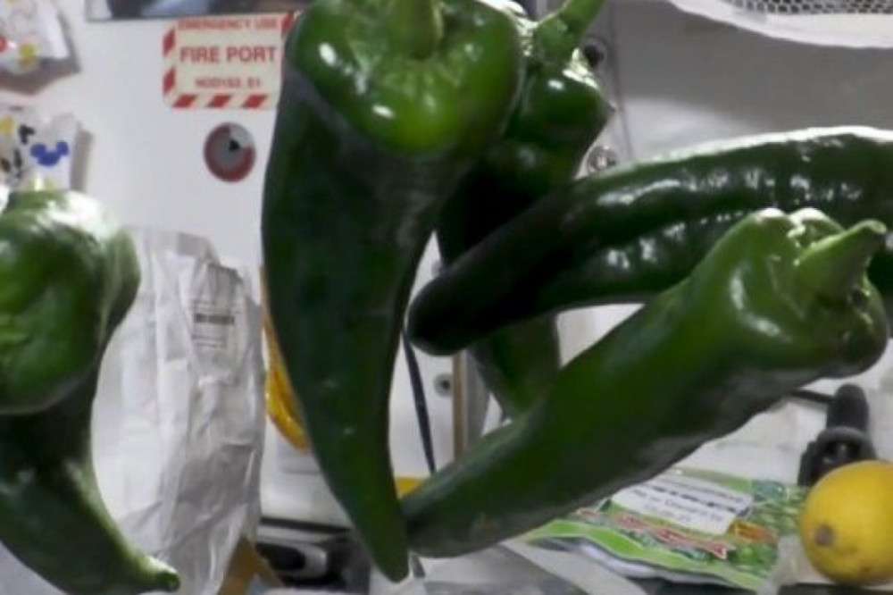 Uzayda yetiştirilen biberler görüntülendi